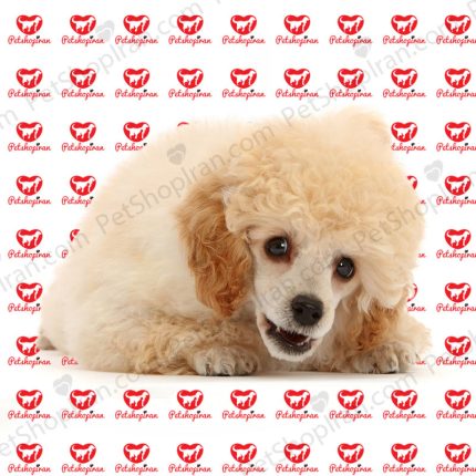 خرید سگ پودل مینیاتوری
