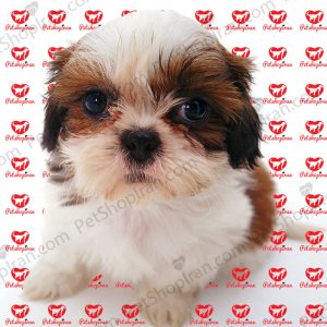 قیمت سگ شیتزو نر