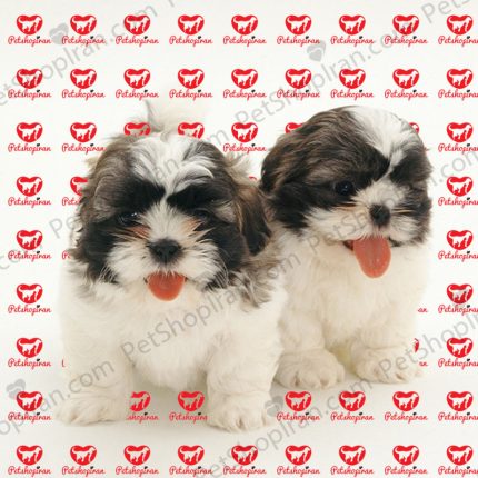 خرید سگ شیتزو ماده p105 (100% با ضمانت کیفیت )