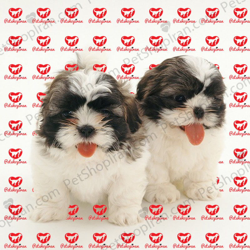 سگ شیتزو (100 % خریدسگ شیتزو با ضمانت) 3 شیتزو
Shih Tzu