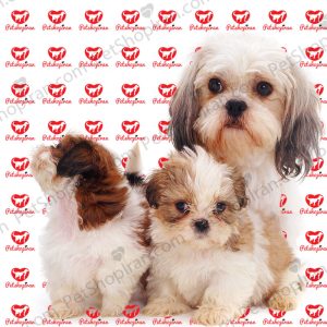 خرید سگ شیتزو p101 (100% با ضمانت کیفیت ) 1 سگ شیتزو (100 % خرید با ضمانت)