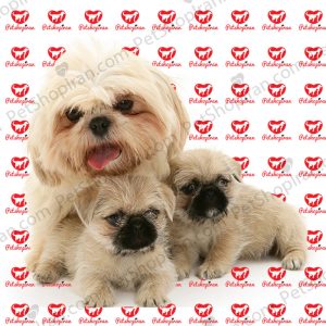 سگ نژاد شیتزو