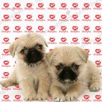 سگ شیتزو پرتقالی