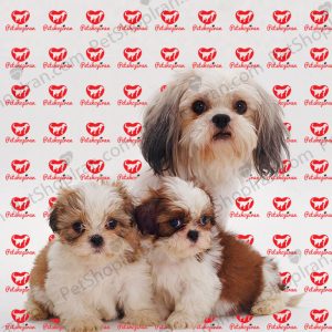 سگ شیتزو (100 % خریدسگ شیتزو با ضمانت)