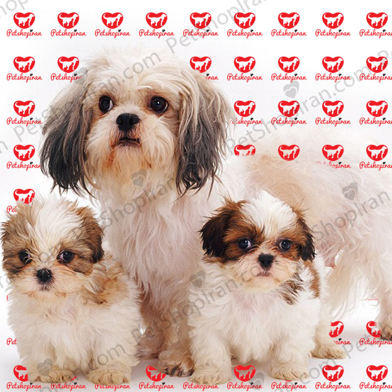 سگ شیتزو (100 % خریدسگ شیتزو با ضمانت) 4 11015 Shih tzu with two pups white background ok