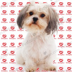 خرید سگ شیتزو p101 (100% با ضمانت کیفیت ) 3 خرید سگ شیتزو p101 (100% با ضمانت کیفیت )