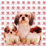 خرید توله سگ شیتزو قهوه ای