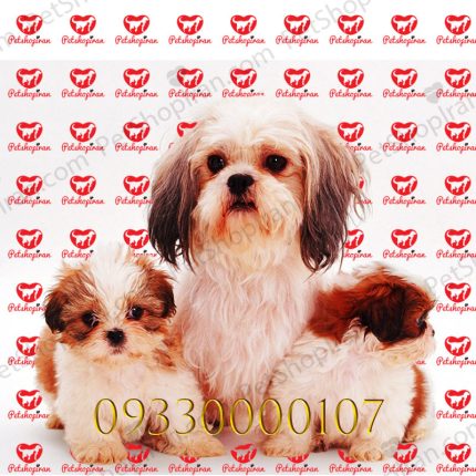 خرید توله سگ شیتزو قهوه ای