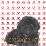 قیمت سگ شیتزو نر مشکی