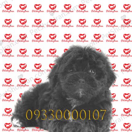 قیمت سگ شیتزو نر مشکی