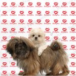 قیمت سگ شیتزو دو ماهه