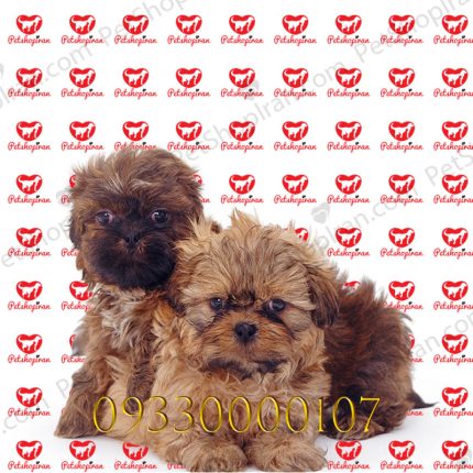 خرید توله سگ شیتزو عروسکی