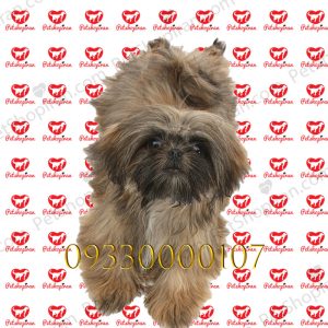 خرید سگ شیتزو تهران p119 (100% با ضمانت کیفیت ) 1 خرید سگ شیتزو تهران