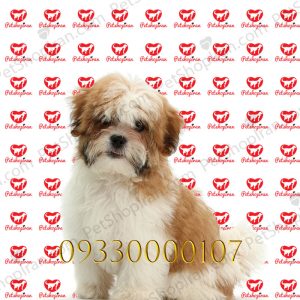 خرید سگ شیتزو اصیل p122 (100% با ضمانت کیفیت ) 1 خرید سگ شیتزو اصیل