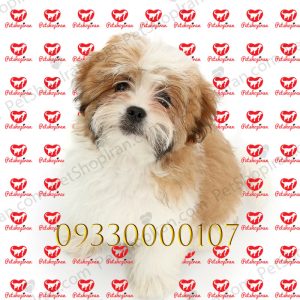 خرید سگ شیتزو شجره دار p123 (100% با ضمانت کیفیت ) 1 خرید سگ شیتزو شجره دار