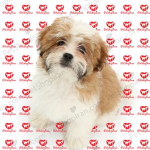 خرید سگ شیتزو شجره دار p123 (100% با ضمانت کیفیت ) 2 خرید سگ شیتزو شجره دار