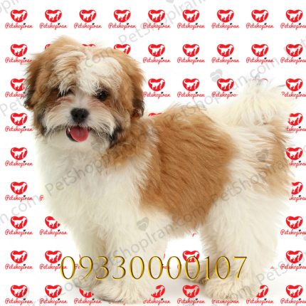 فروش توله سگ شیتزو در تهران