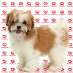 فروش توله سگ شیتزو در تهران