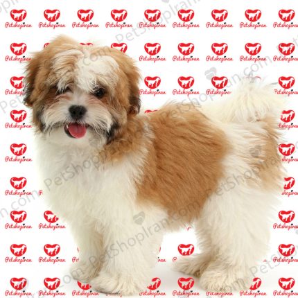 فروش توله سگ شیتزو در تهران