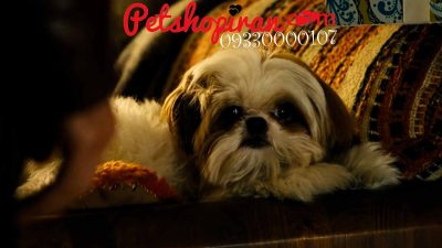 قیمت سگ شیتزو ماده p104 (100% با ضمانت کیفیت ) 4 قیمت سگ شیتزو ماده