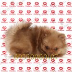 قیمت توله سگ پامرانین قهوه ای