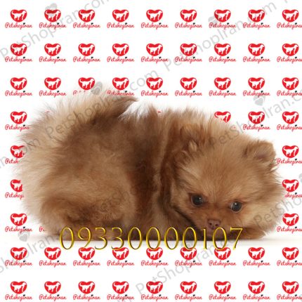 قیمت توله سگ پامرانین قهوه ای
