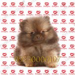 قیمت توله سگ پامرانین قهوه ای