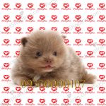 خرید توله سگ پامرانین پرتقالی p127 (100% با ضمانت کیفیت )