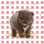 خرید توله سگ پامرانین قهوه ای نر