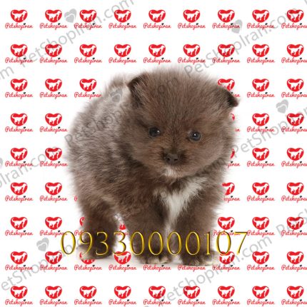 خرید توله سگ پامرانین قهوه ای نر