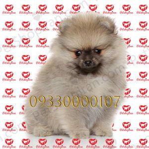 خرید سگ پامرانین از پت شاپ p141 (100% با ضمانت کیفیت ) 3 خرید سگ پامرانین از پت شاپ p140 (100% با ضمانت کیفیت )