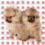 خرید و فروش سگ پامرانین پت شاپ