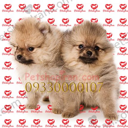 خرید و فروش سگ پامرانین پت شاپ