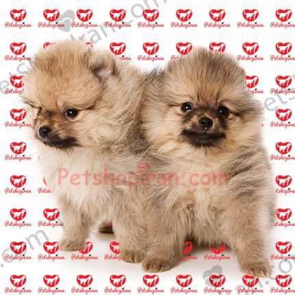 خرید سگ پامرانین از پت شاپ p140 (100% با ضمانت کیفیت )