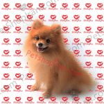 فروش سگ پامرانین09330000107 پت شاپ ایران