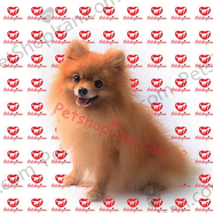 فروش سگ پامرانین09330000107 پت شاپ ایران