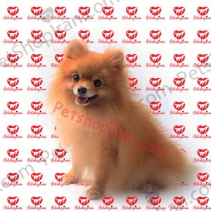 خرید سگ پامرانین عروسکی پرتقالی وارداتی p140 (100% با ضمانت کیفیت )