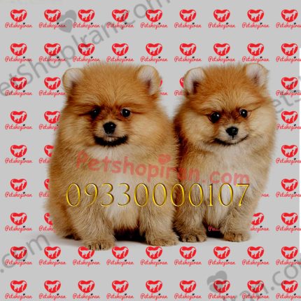 خرید سگ پامرانین بو فیس سفید وارداتی