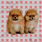 خرید سگ پامرانین بو فیس سفید وارداتی p139 (100% با ضمانت کیفیت ) - تصویر 2