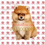 خرید توله سگ پامرانین بو فیس سفید وارداتی