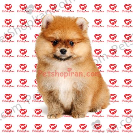 فروش سگ پامرانین09330000107 پت شاپ ایران