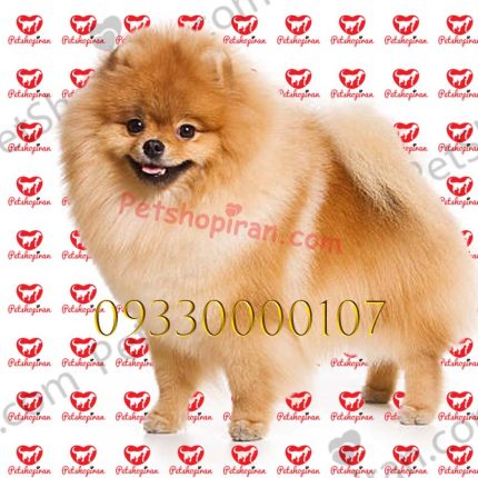 خرید سگ پامرانین بوفیس مولد سفید وارداتی p137 (100% با ضمانت کیفیت )