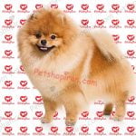 خرید سگ پامرانین بوفیس مولد سفید وارداتی p137 (100% با ضمانت کیفیت )