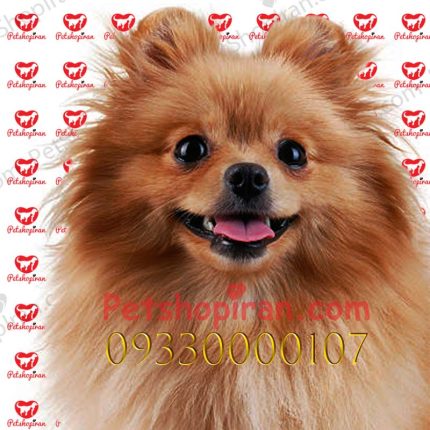 فروش سگ پامرانین مولد پرتقالی وارداتی