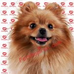 فروش سگ پامرانین مولد پرتقالی وارداتی