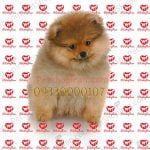 خرید توله سگ پامرانین سفید خرسی وارداتی