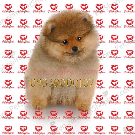 خرید توله سگ پامرانین سفید خرسی وارداتی