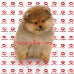 خرید توله سگ پامرانین سفید خرسی وارداتی