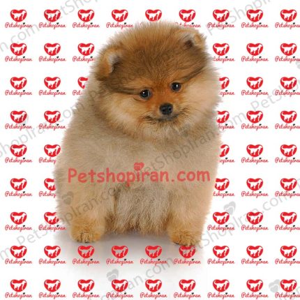 خرید توله سگ پامرانین سفید خرسی وارداتی