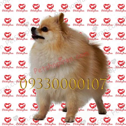سگ پامرانین قهوه ای_سفید p132 (100% با ضمانت کیفیت )